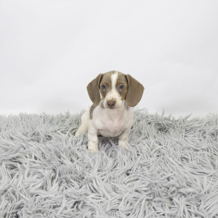 Wihelmina - Dachshund puppy for sale