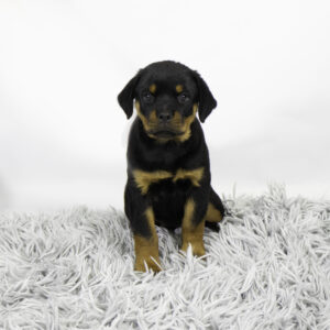 Rottweiler puppy available now