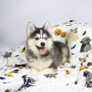 Pomsky
