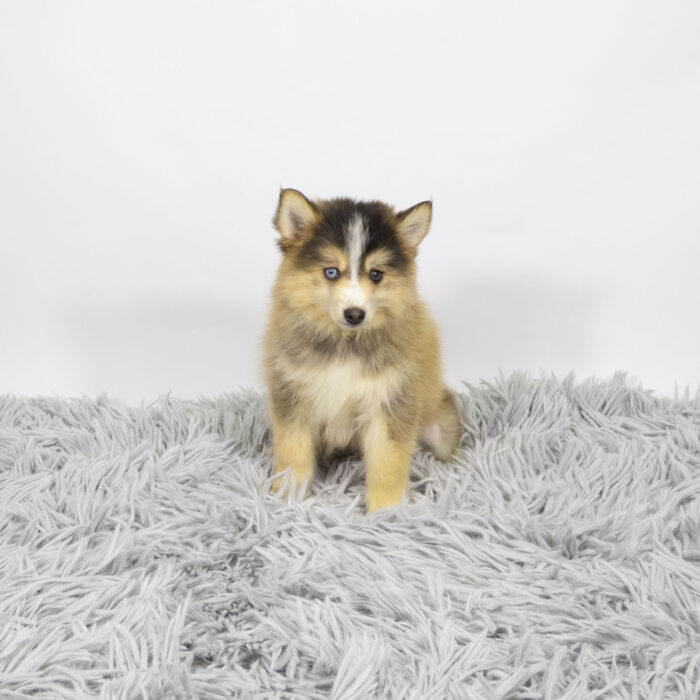Sport - Pomsky puppy for sale
