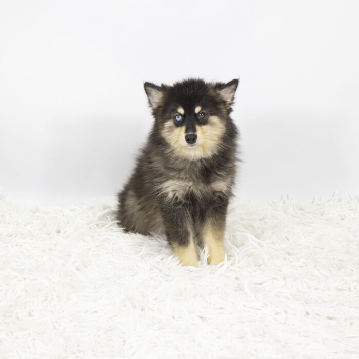 Hans - Pomsky puppy for sale