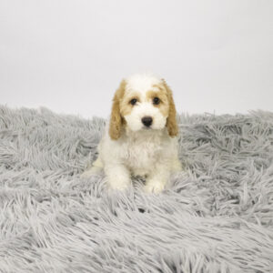 Petland Pembroke Pines Cavachon puppy available