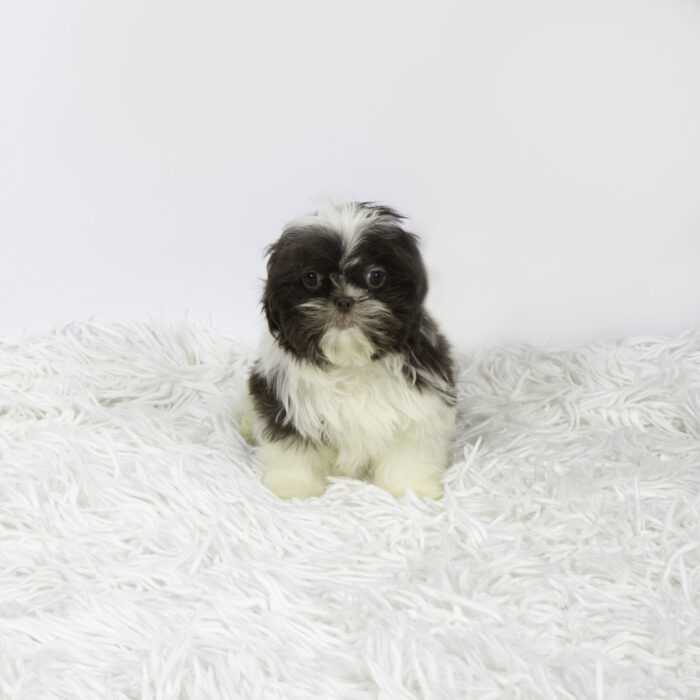 Chip - Shih Tzu puppy for sale