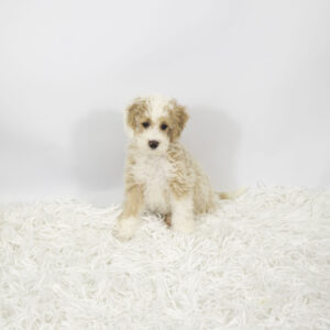 Poodle puppy available now
