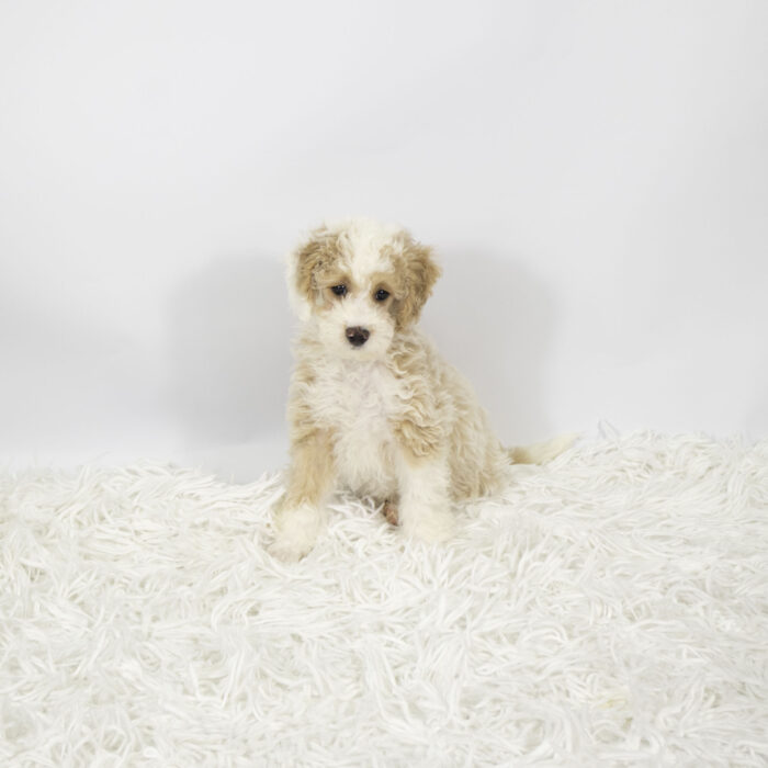 Playa - Poodle puppy for sale