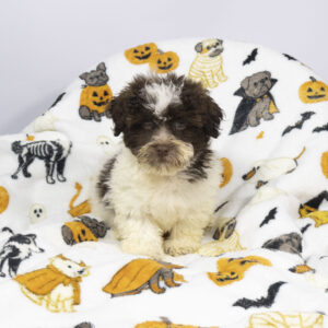 Petland Pembroke Pines Havanese puppy available