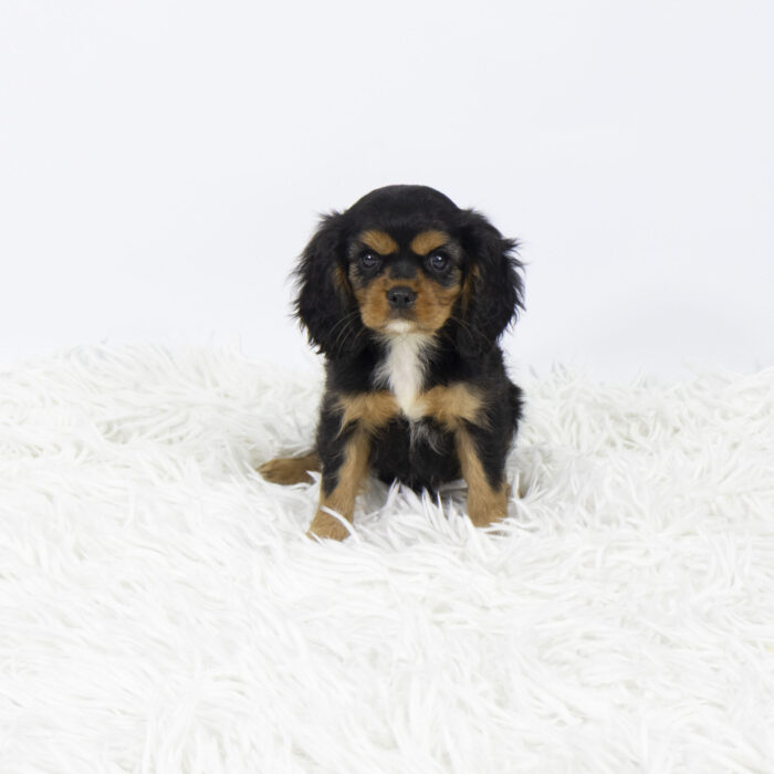 Charlese - Cavalier King Charles puppy for sale