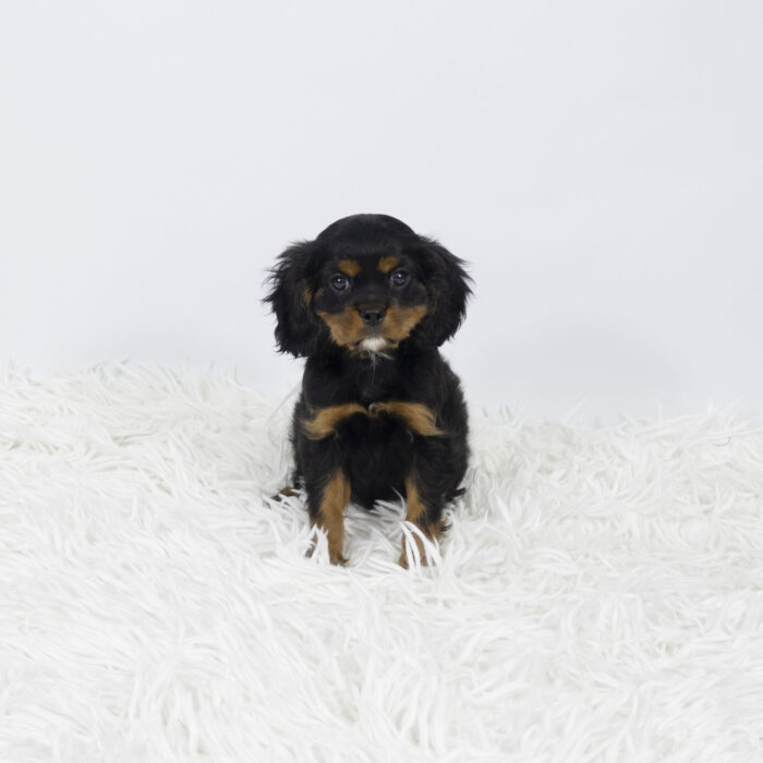 Brutus - Cavalier King Charles Spaniel puppy for sale