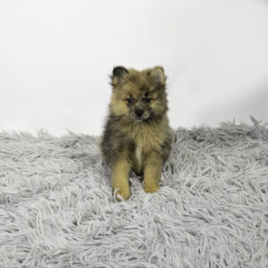Pomeranian puppy available now