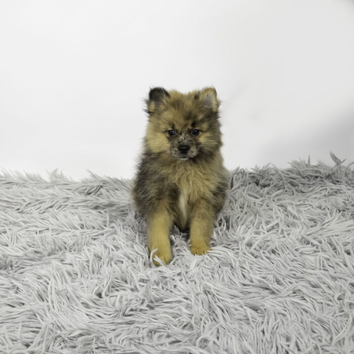 Nimble - Pomeranian puppy for sale