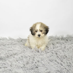 Teddy Bear puppy available now
