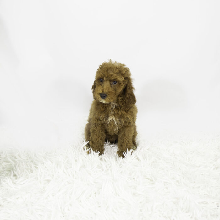 Cyrus - Poodle puppy for sale
