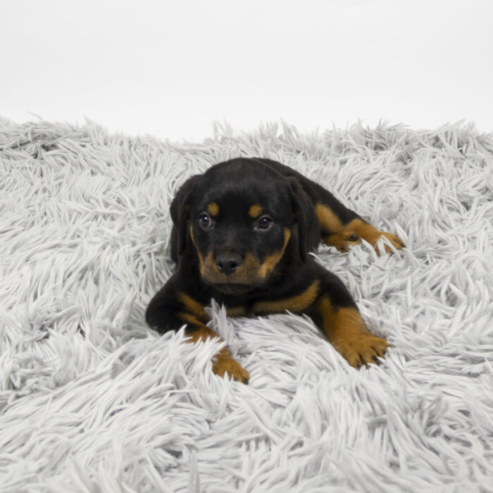 Inez - Rottweiler puppy for sale