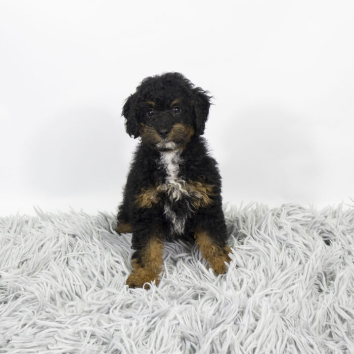 Buffy - Mini Bernedoodle 2nd Gen puppy for sale