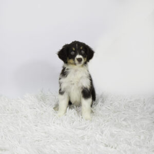 Australian Shepherd