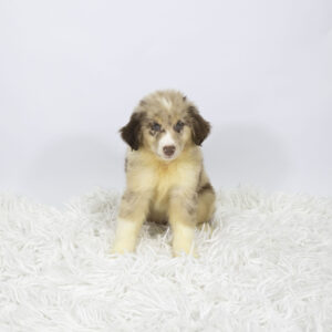Petland Pembroke Pines Australian Shepherd puppy available