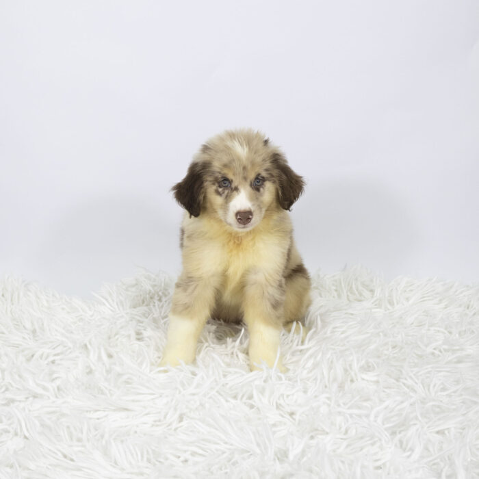 Oreo - Australian Shepherd puppy for sale