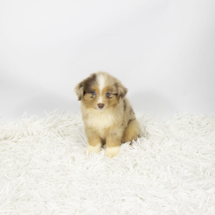 Chad - Mini Australian Shepherd puppy for sale
