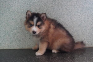 Petland Pembroke Pines Pomsky puppy available
