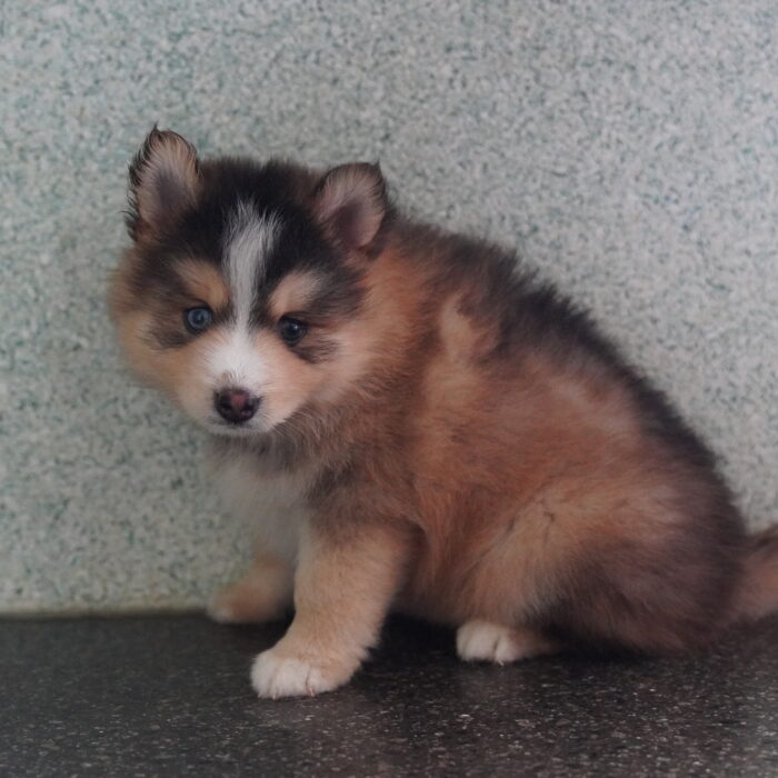 Sport - Pomsky puppy for sale