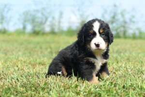 Petland Pembroke Pines Bernese Mountain Dog puppy available