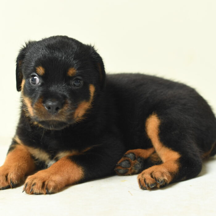 Inez - Rottweiler puppy for sale