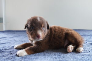 Petland Pembroke Pines Australian Shepherd puppy available