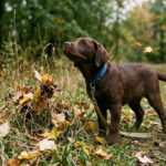 puppyfallcalendar-1-1