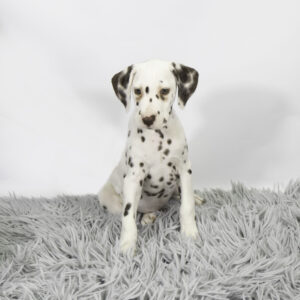 Petland Pembroke Pines Dalmatian puppy available