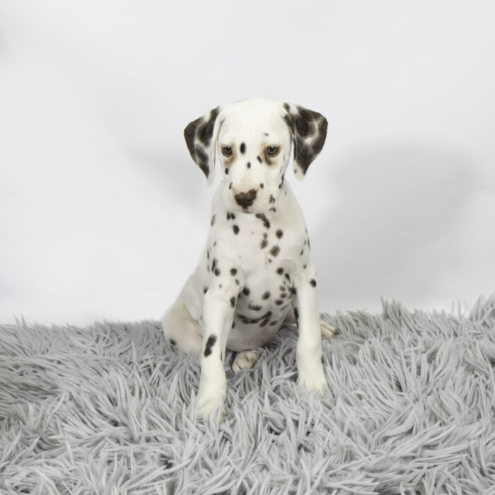 Louie - Dalmatian puppy for sale