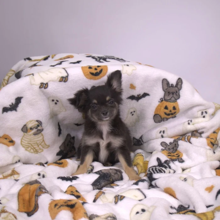 Belle - Chihuahua puppy for sale