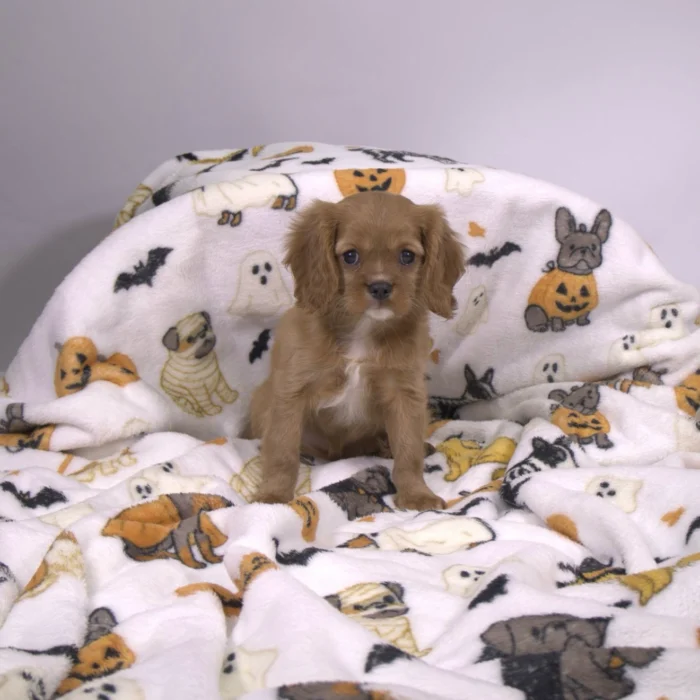 Dodge - Cavalier King Charles puppy for sale