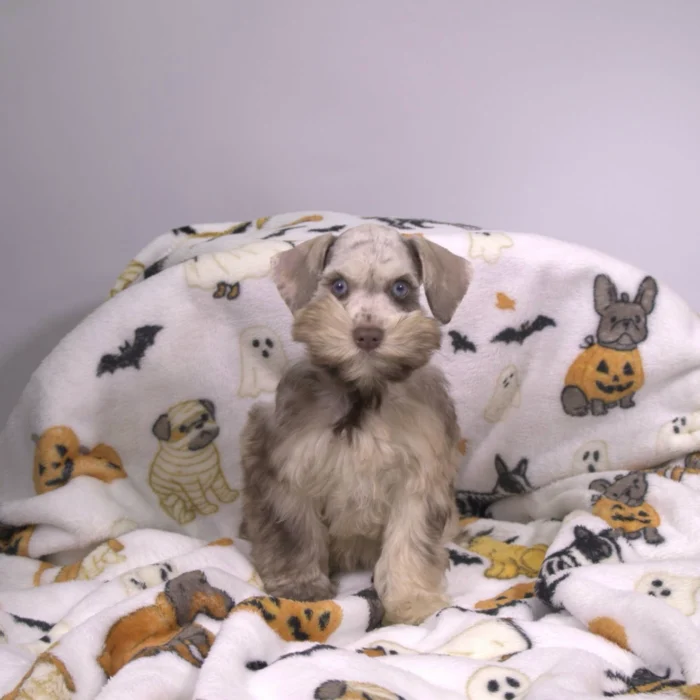 Jessie - Mini Schnauzer puppy for sale
