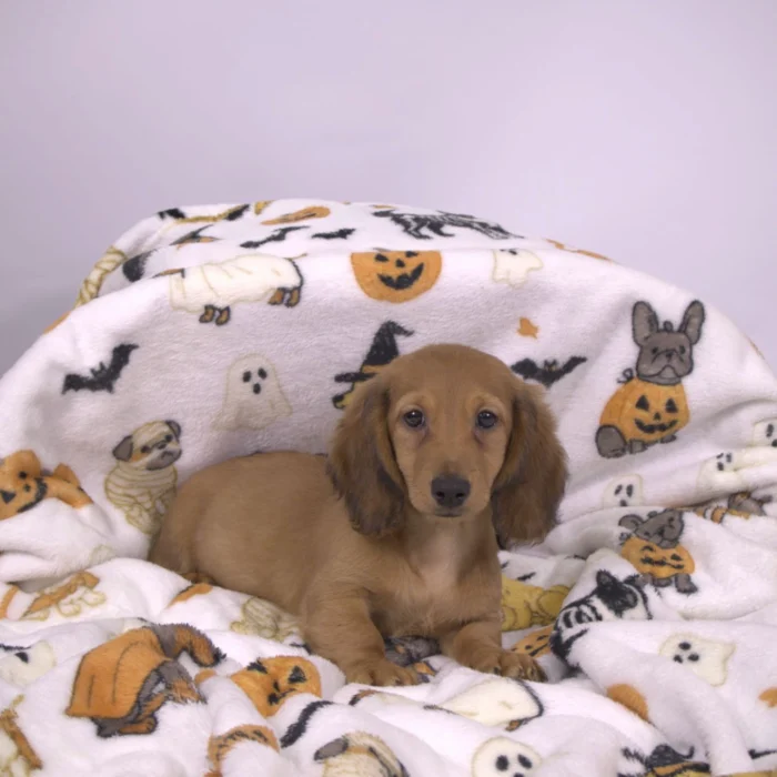 Tulip-Belle - Dachshund puppy for sale