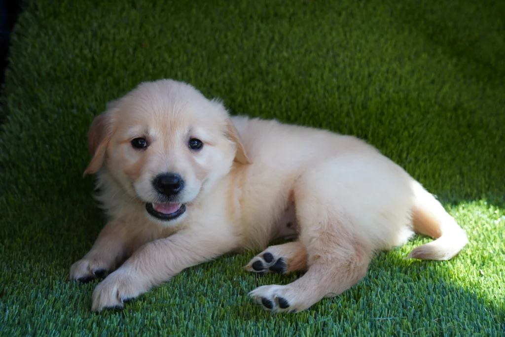 Marley