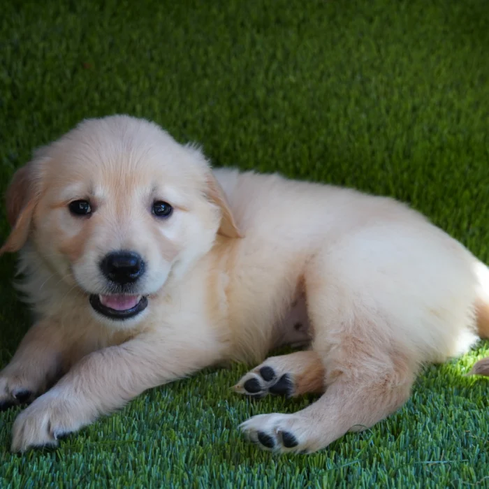 Marley - Golden Retriever puppy for sale