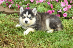 Pomsky – 10000002621