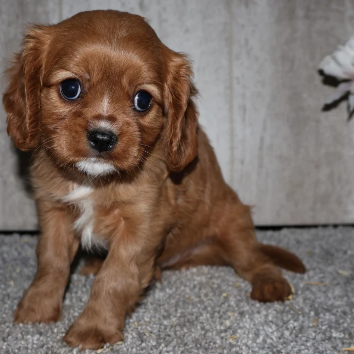 Dodge - Cavalier King Charles puppy for sale