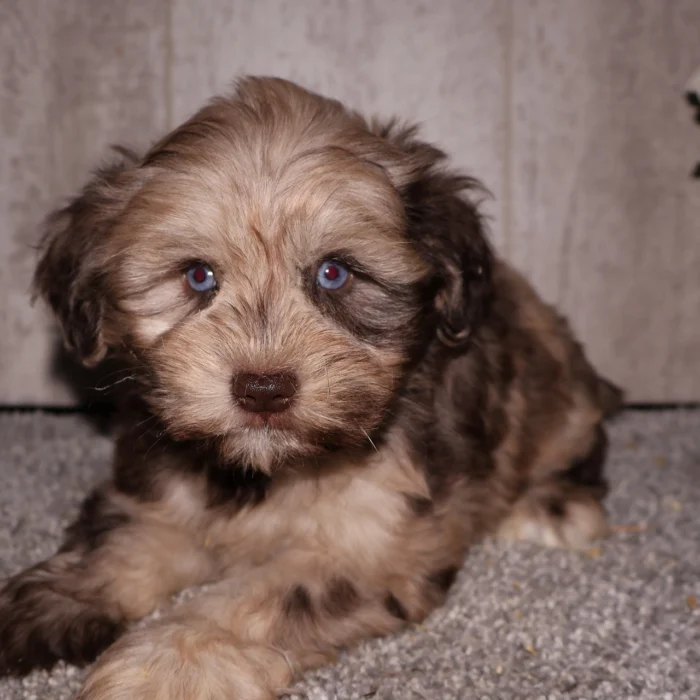 Jessie - Mini Schnauzer puppy for sale