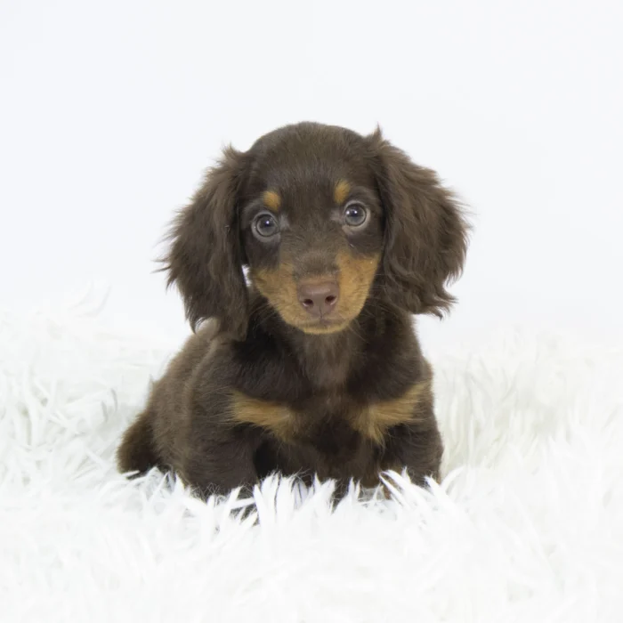Titan - Dachshund puppy for sale