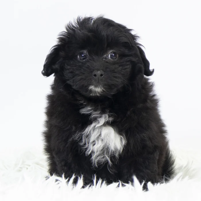 Buckeye - Pomapoo puppy for sale