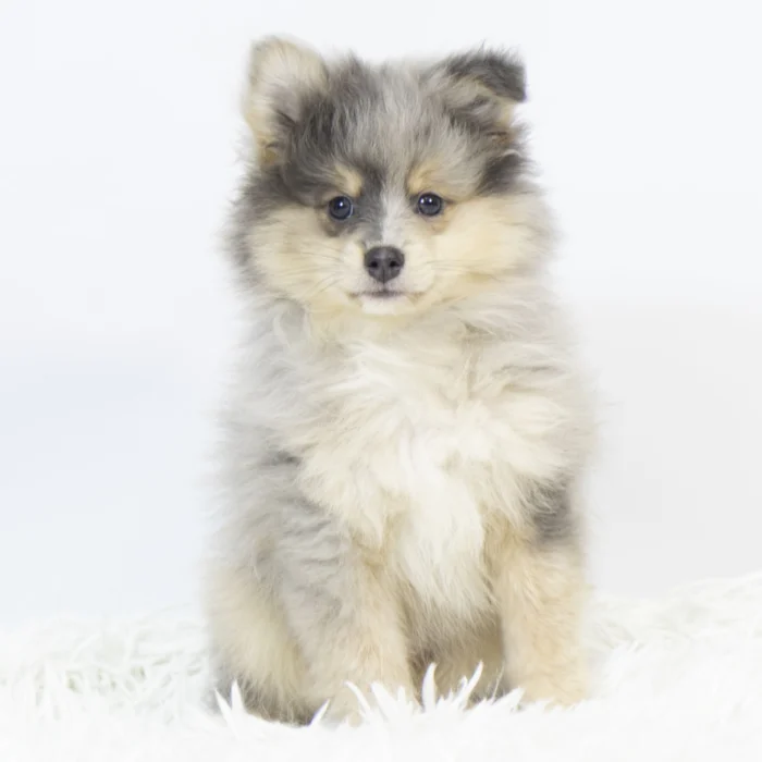 Bandit - Pomeranian puppy for sale