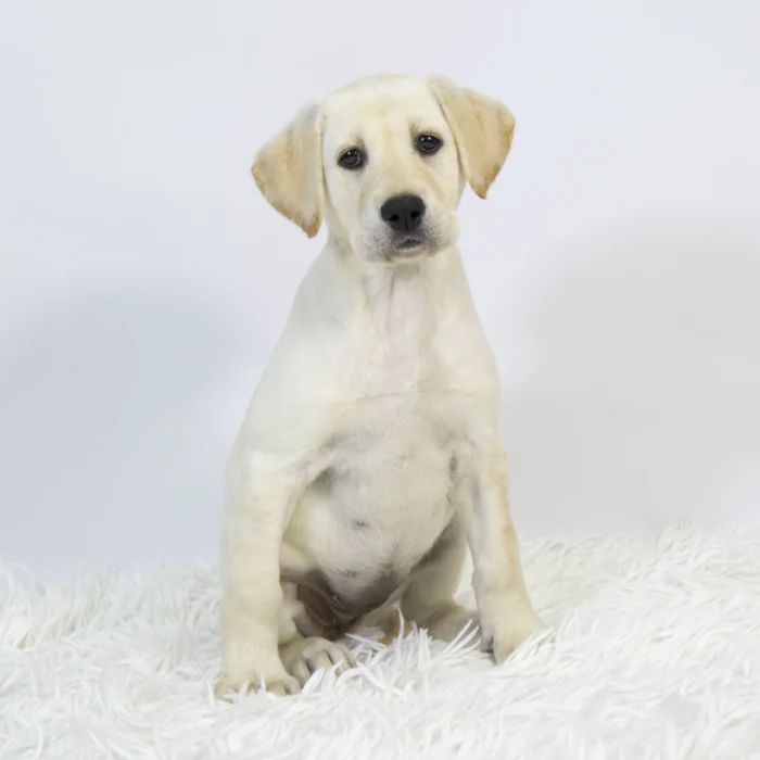 Marley - Golden Retriever puppy for sale
