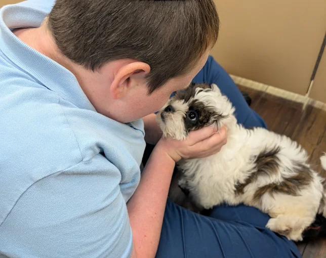 A person gently holding a small black-and-white puppy on their lap