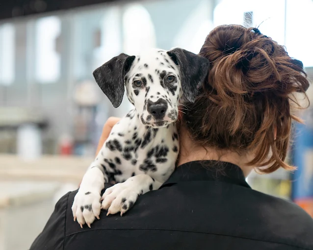 A Dalmatian puppy resting its paws on a person's shoulder