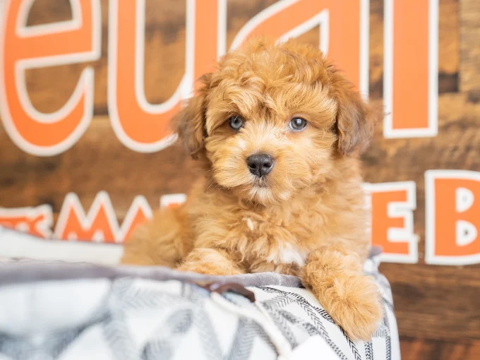 A golden-colored puppy resting on a cushion in front of a Petland sign